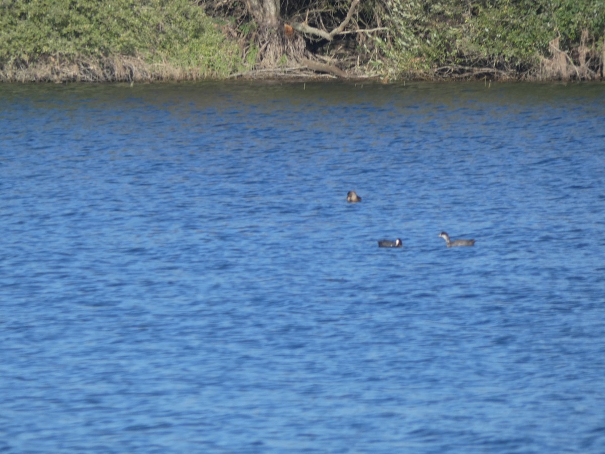 Eurasian Coot - ML639809827