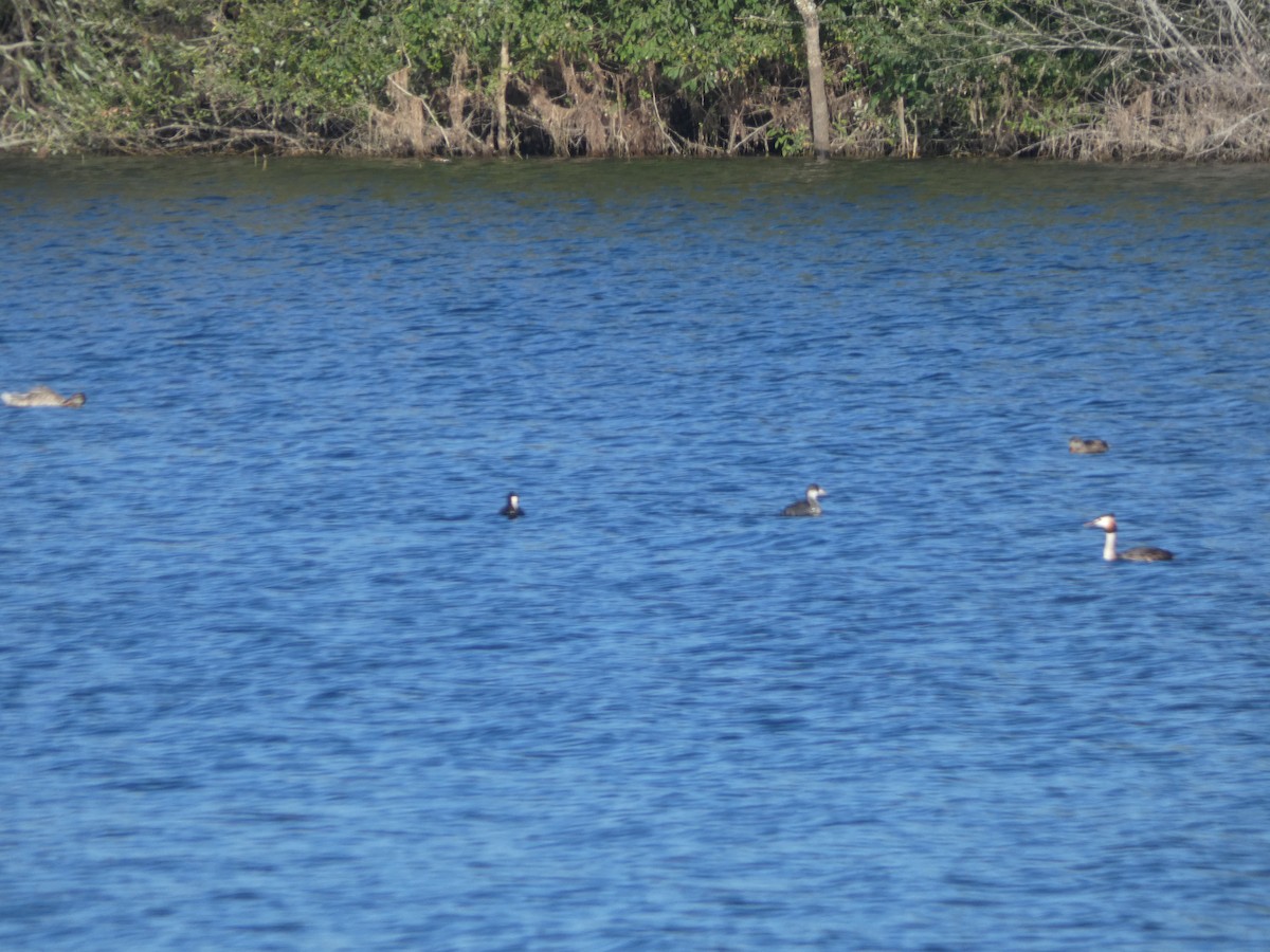 Eurasian Coot - ML639809828