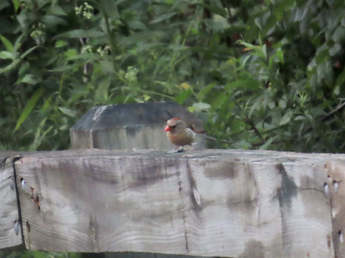 Northern Cardinal - ML639809872