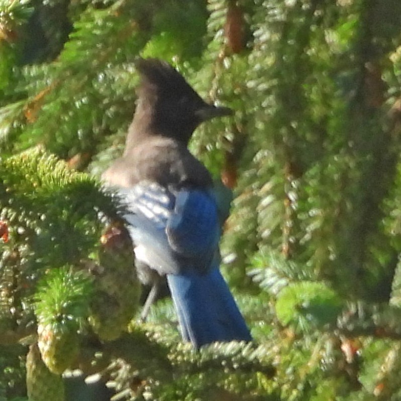 Steller's Jay (Coastal) - ML639809906