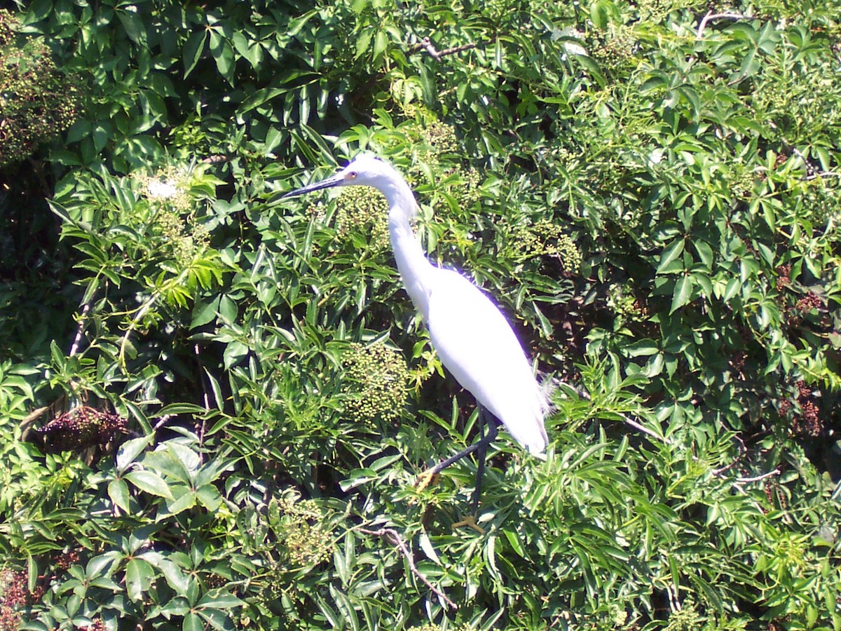 Snowy Egret - ML639809950