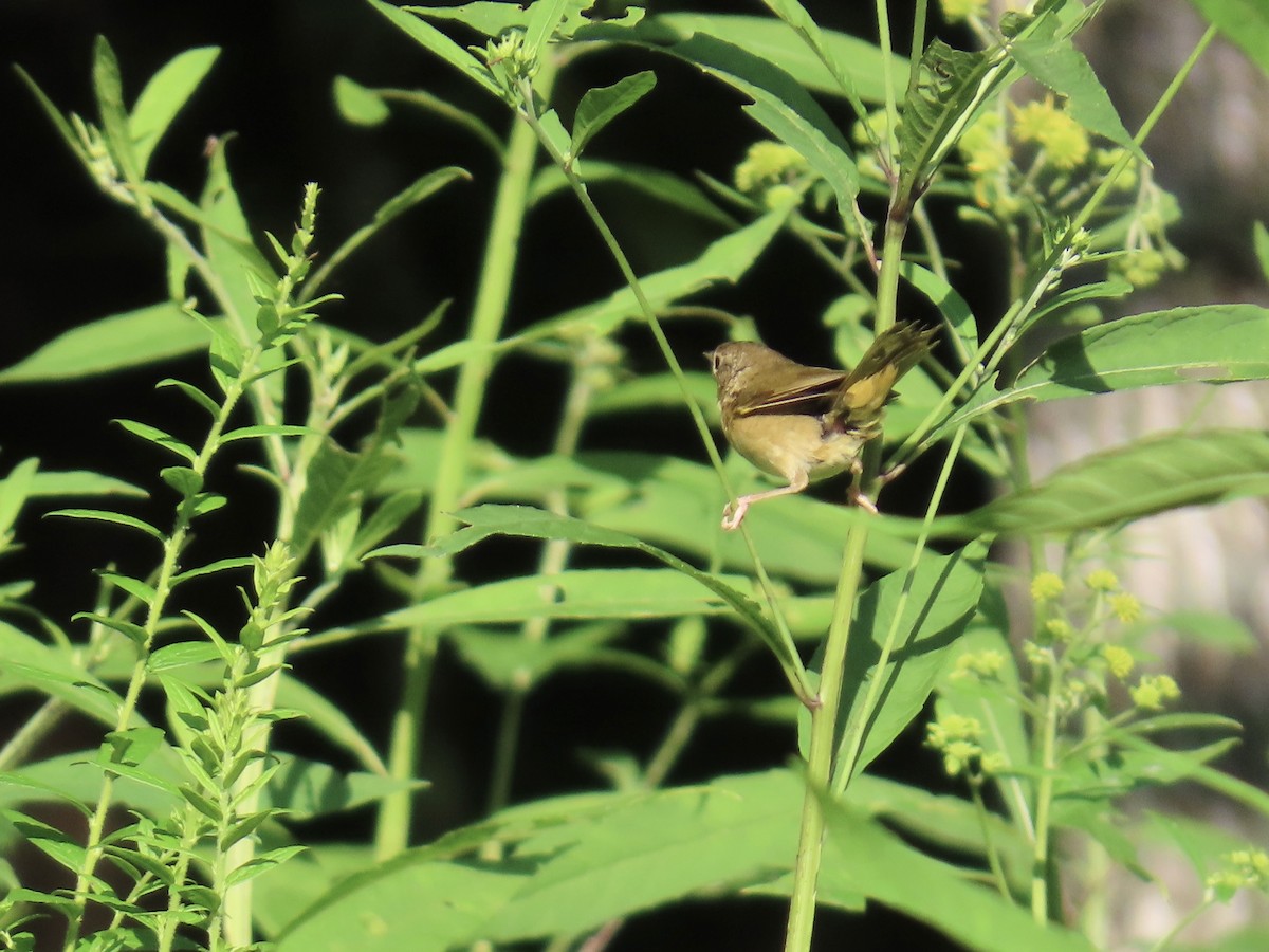 Common Yellowthroat - ML639809962