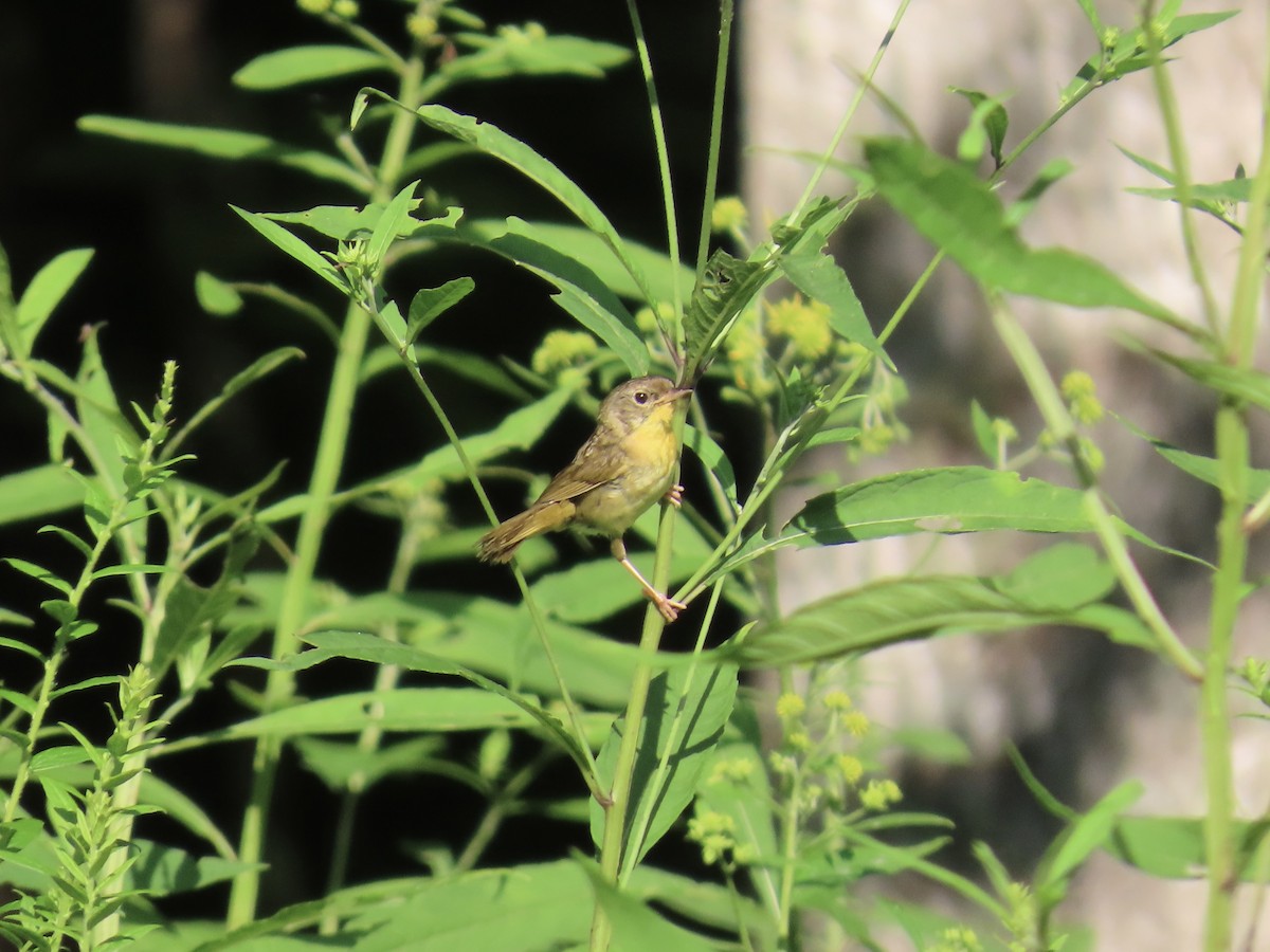 Common Yellowthroat - ML639809963