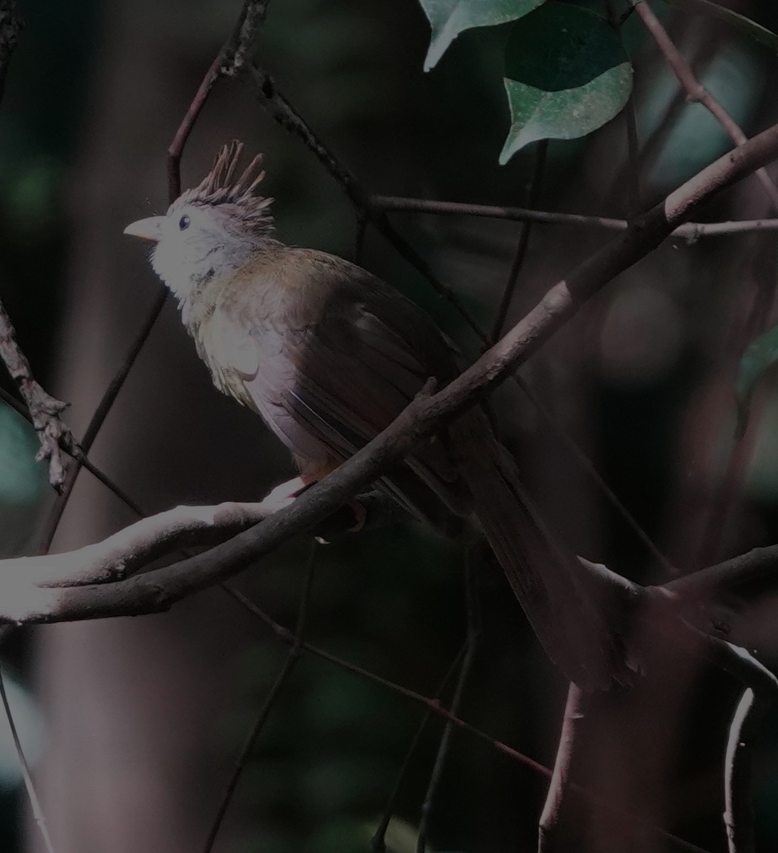 Bulbul ocré - ML639810045