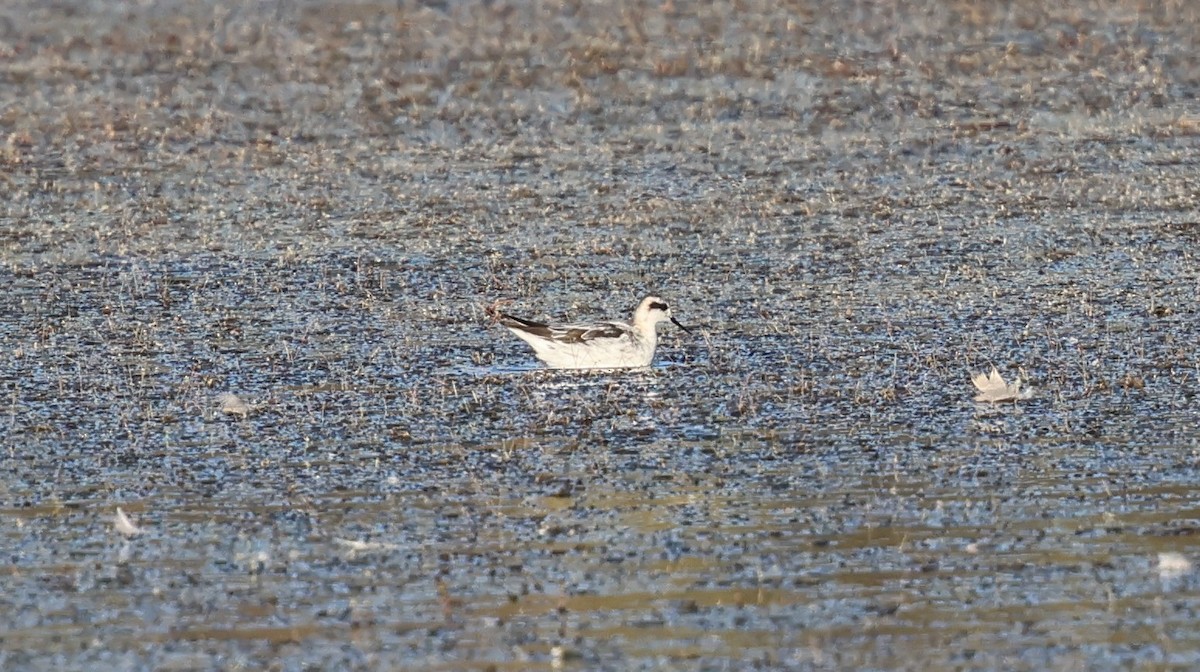 Phalarope à bec étroit - ML639810063