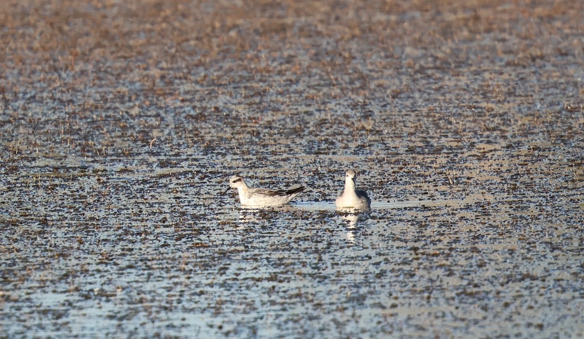 Phalarope à bec étroit - ML639810064