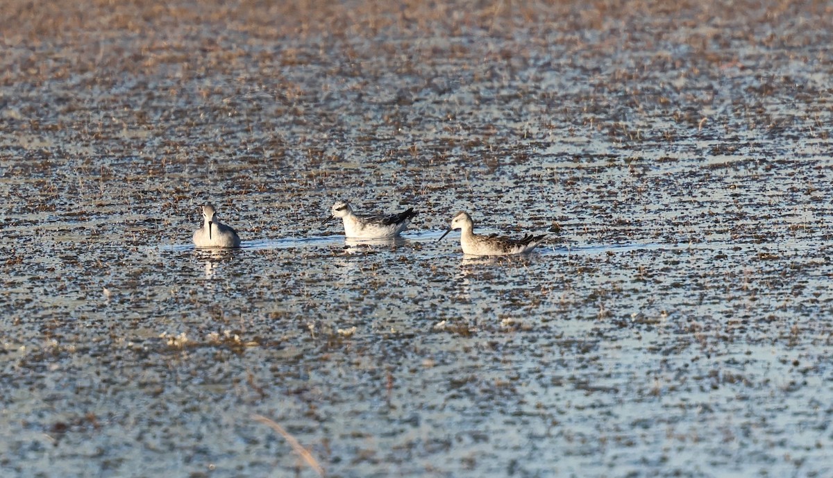 Phalarope à bec étroit - ML639810065