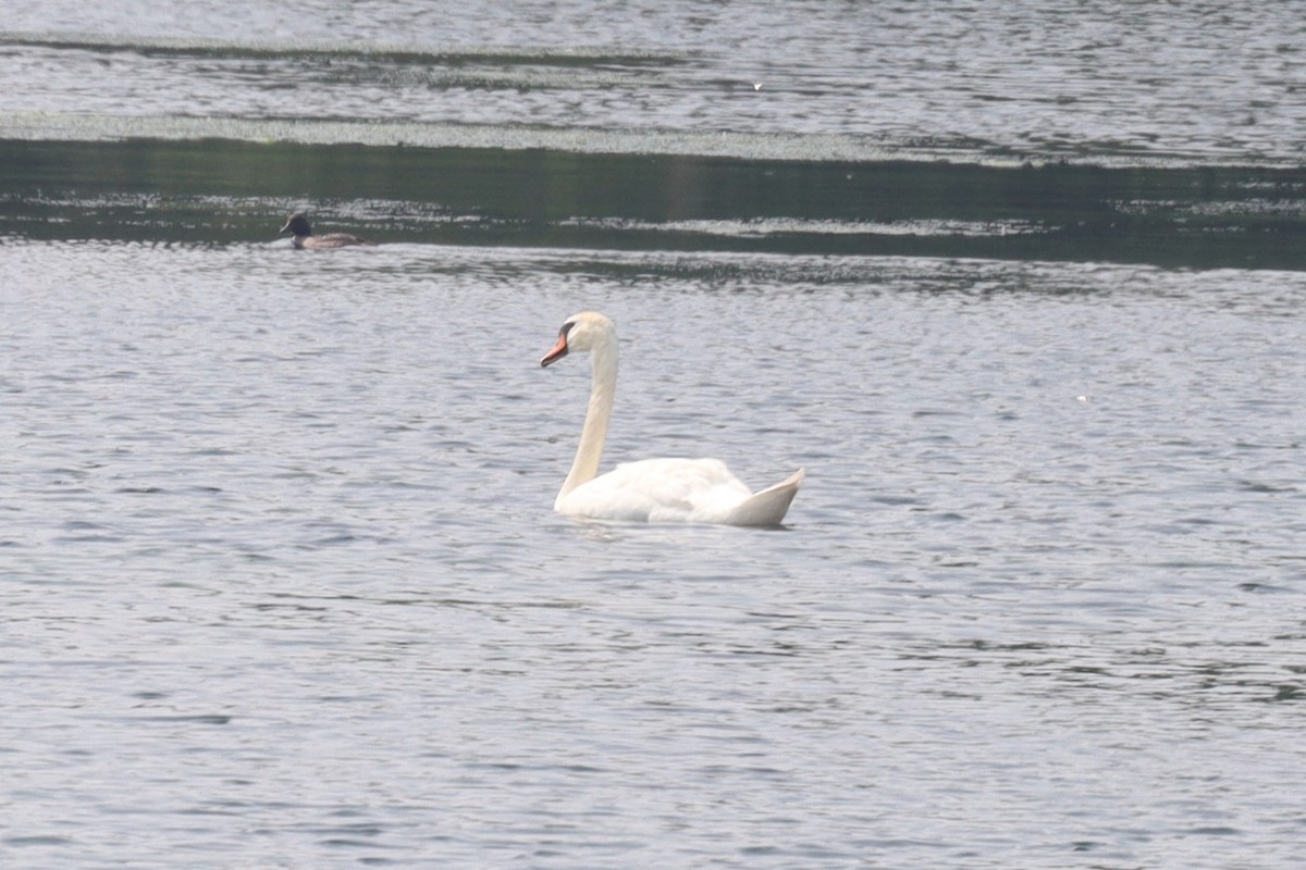 Cygne tuberculé - ML639810072