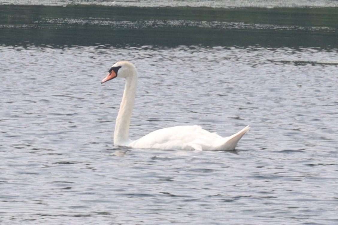 Cygne tuberculé - ML639810073
