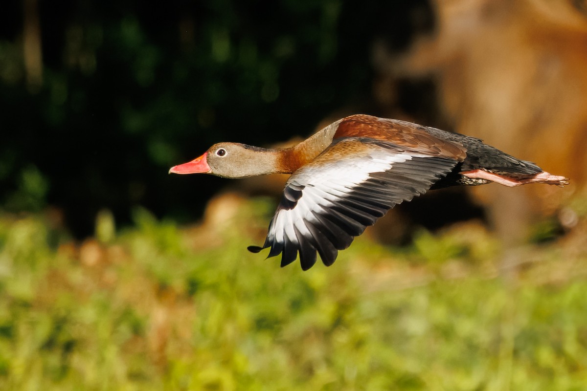 Black-bellied Whistling-Duck - ML639810105