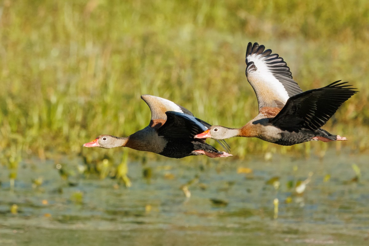 Black-bellied Whistling-Duck - ML639810106