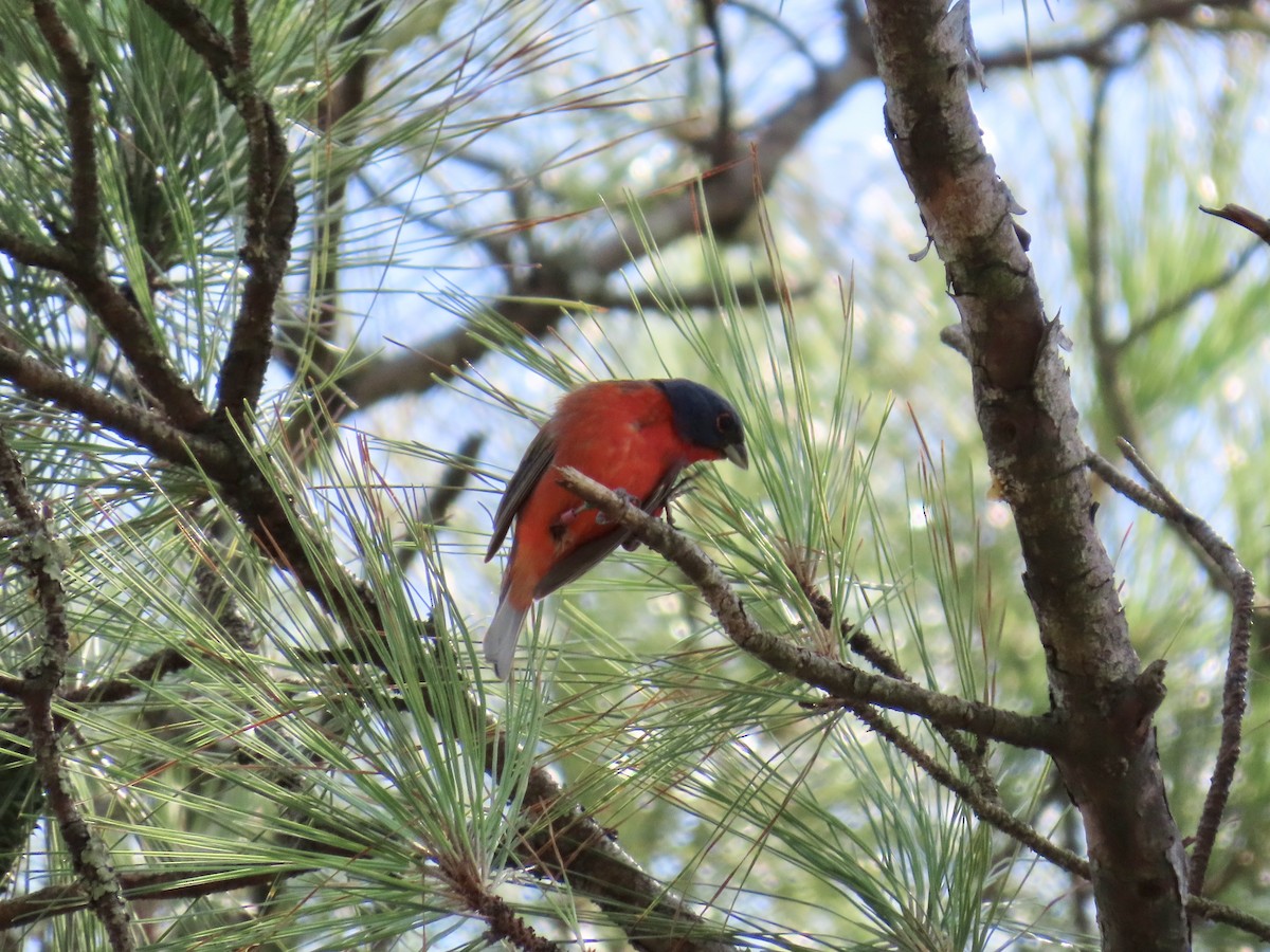 Painted Bunting - ML639810115