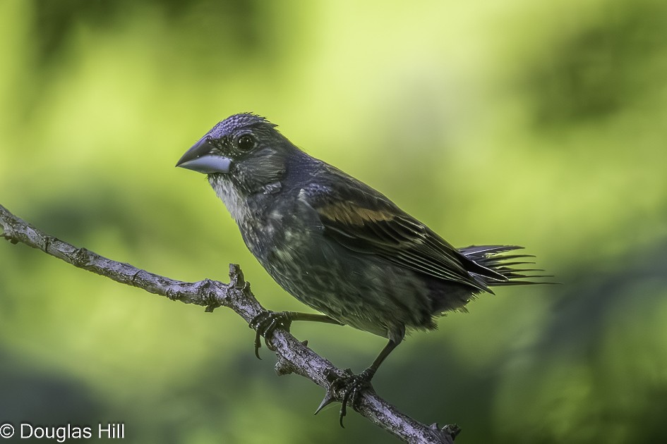 Blue Grosbeak - ML639810133