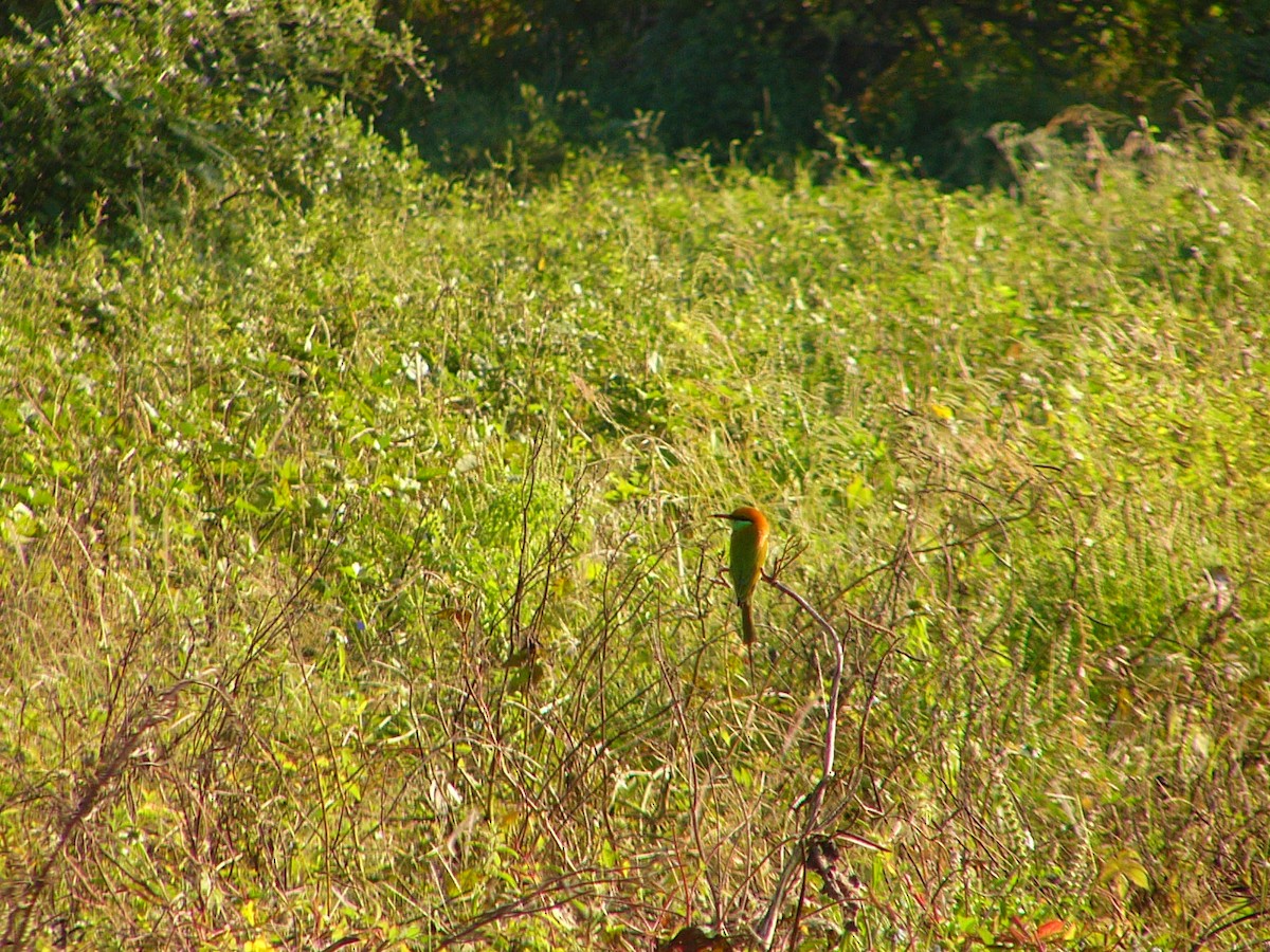 Asian Green Bee-eater - ML639810138