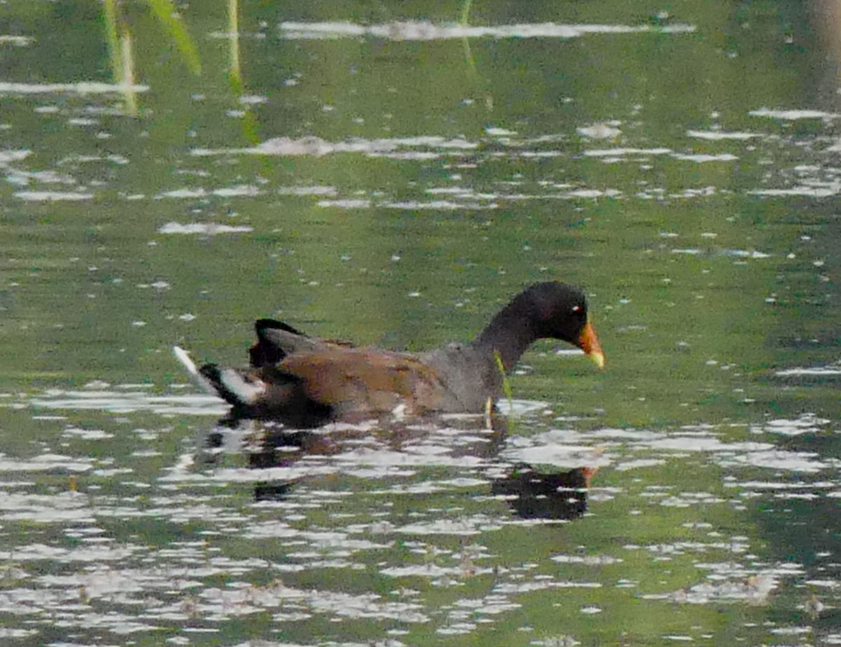 Uroilo amerikarra - ML639810146