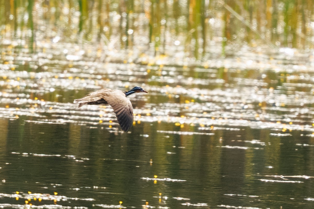 Sungrebe - ML639810163