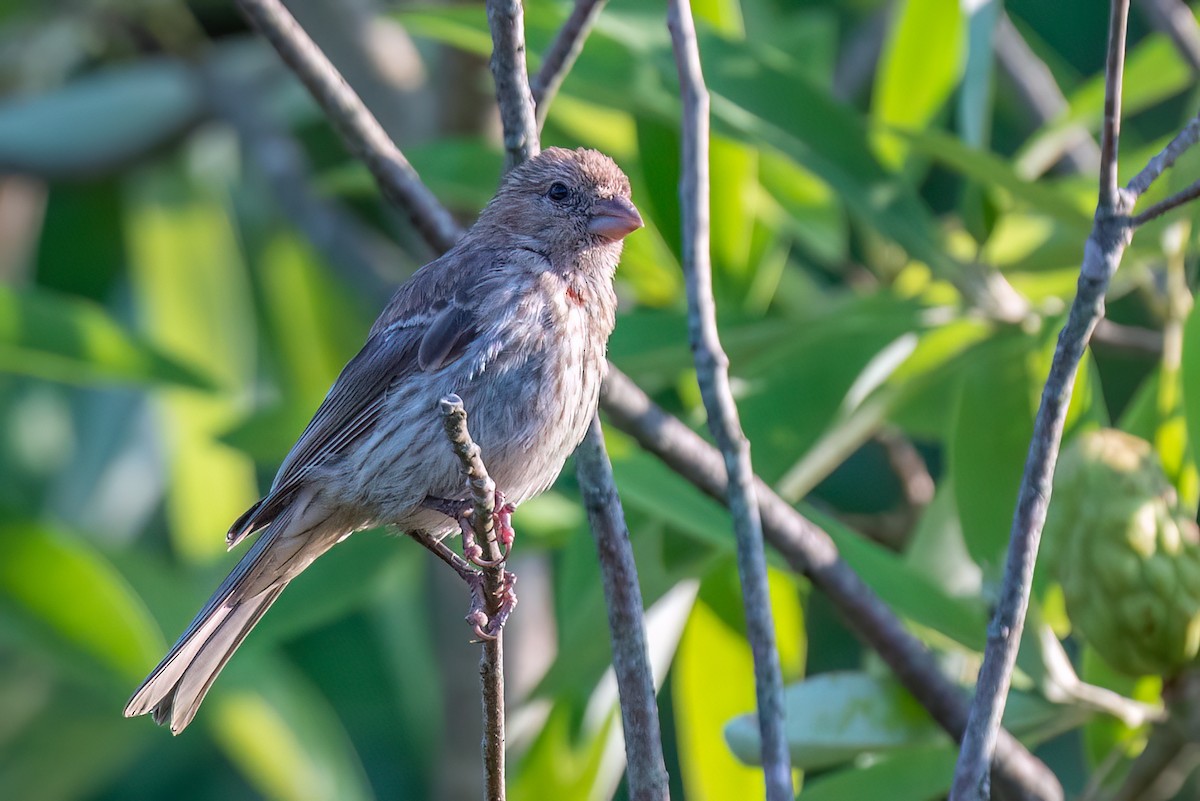 House Finch - ML639810169