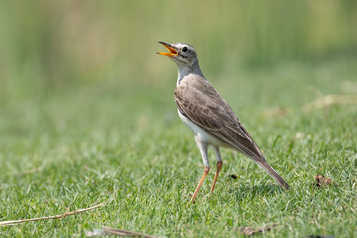 Long-legged Pipit - ML639810170