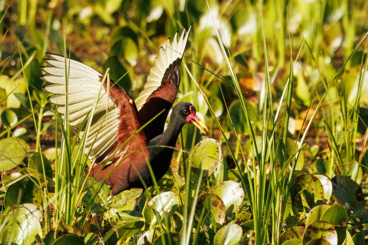 Wattled Jacana - ML639810175