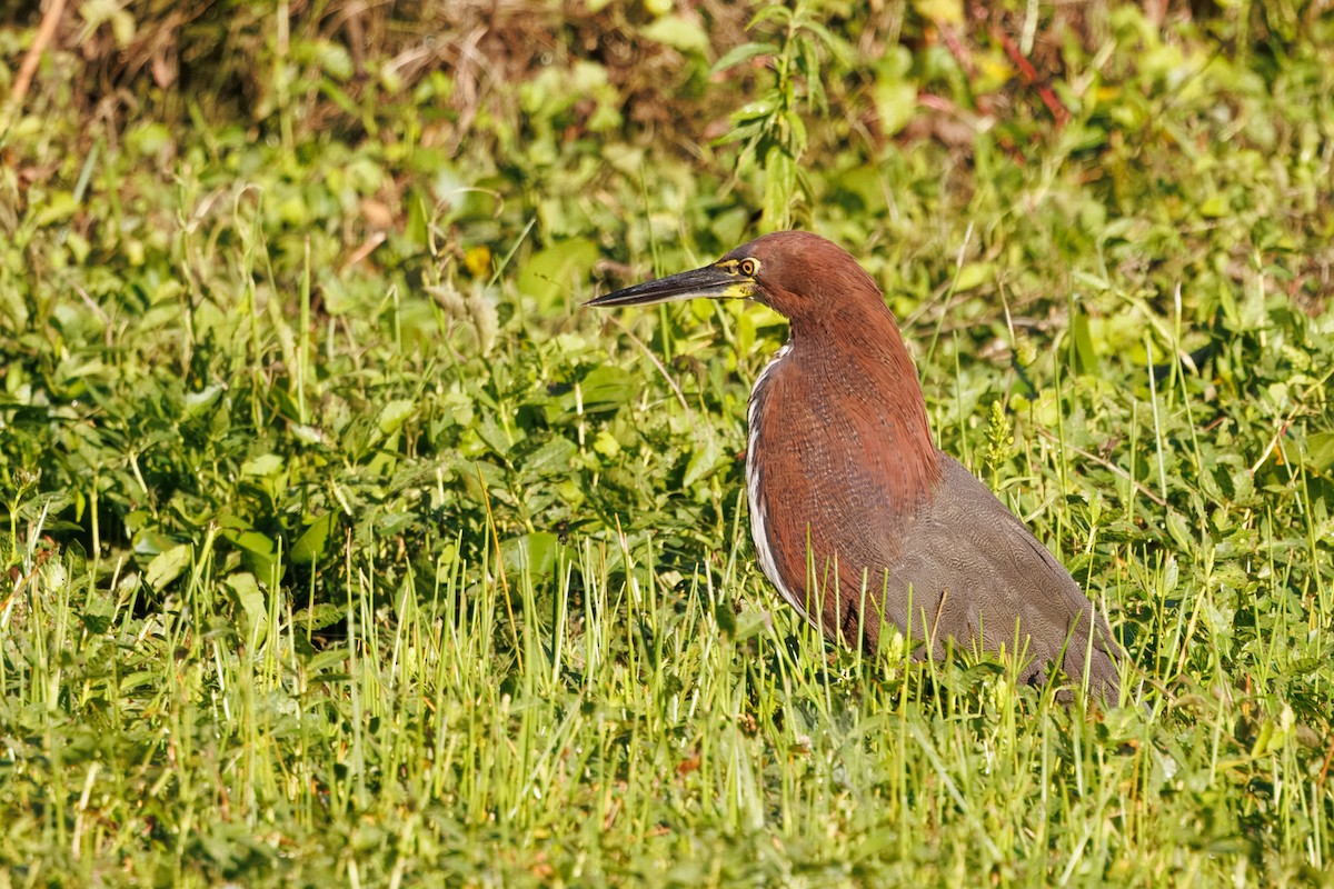 Rufescent Tiger-Heron - ML639810183
