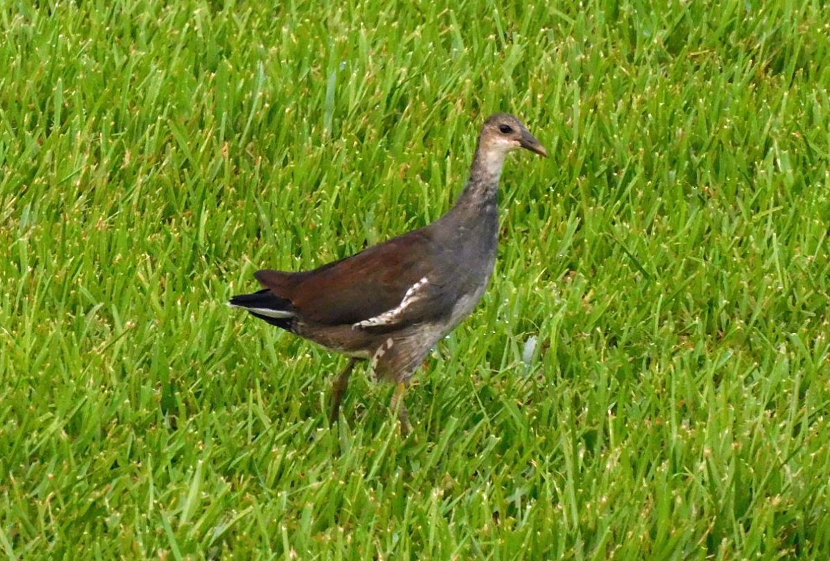 Gallineta Americana - ML639810201