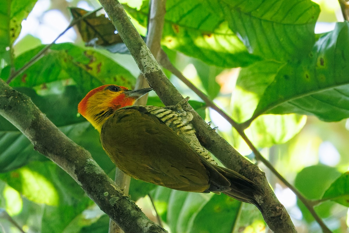 Carpintero Gorjigualdo - ML639810209