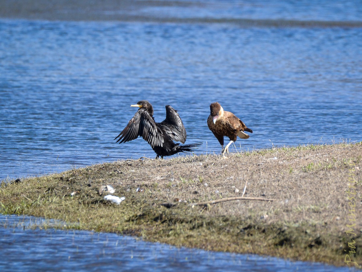 Cormorán Biguá - ML639810212