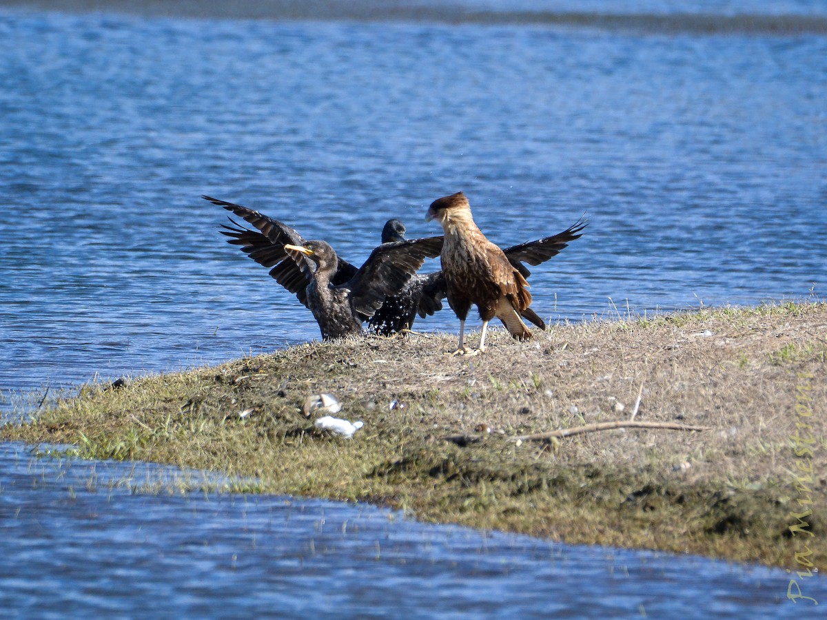 Cormorán Biguá - ML639810213