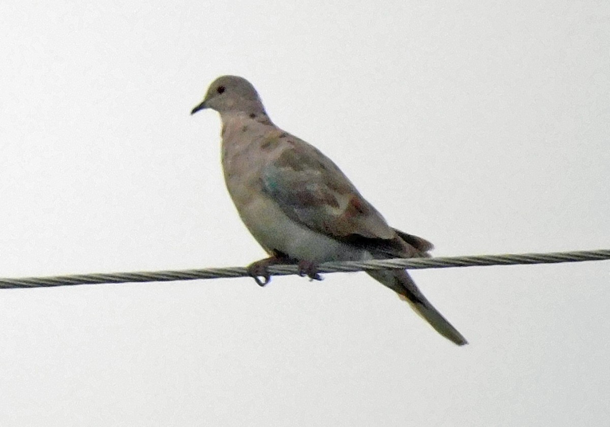 Tórtola Turca - ML639810222