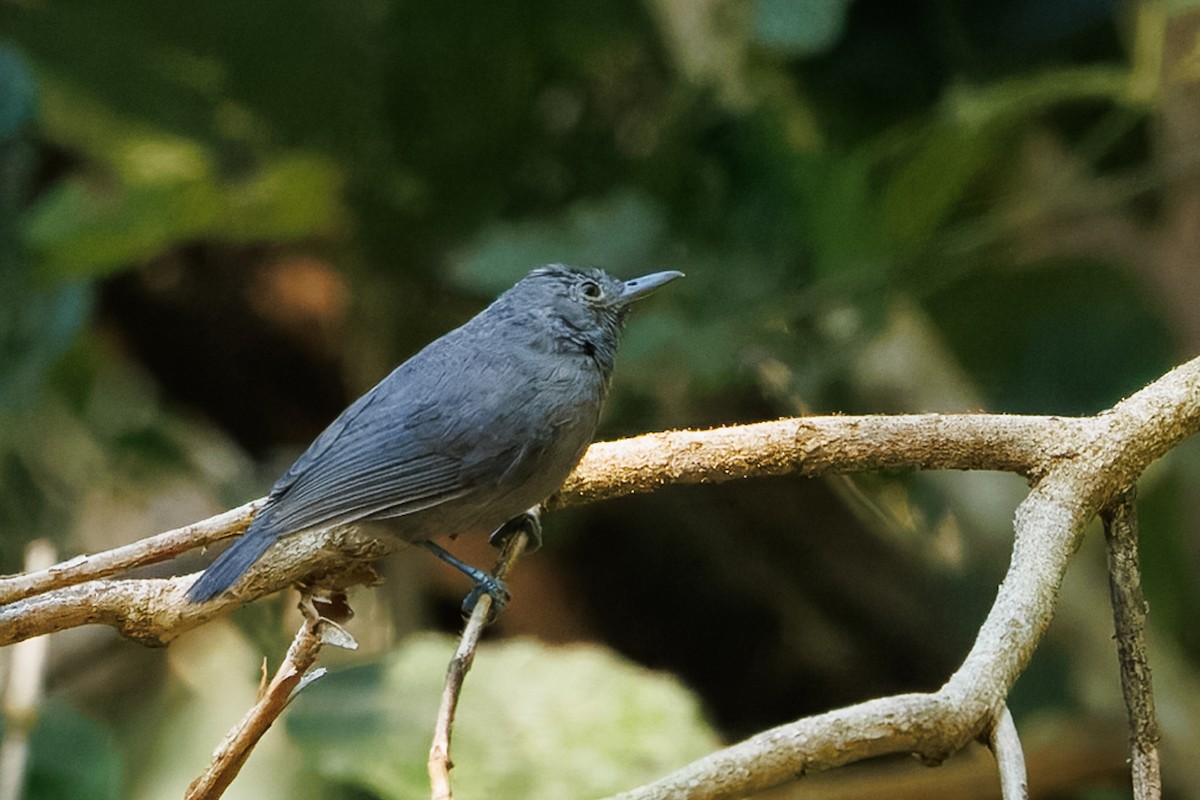 Hormiguerito Unicolor - ML639810223