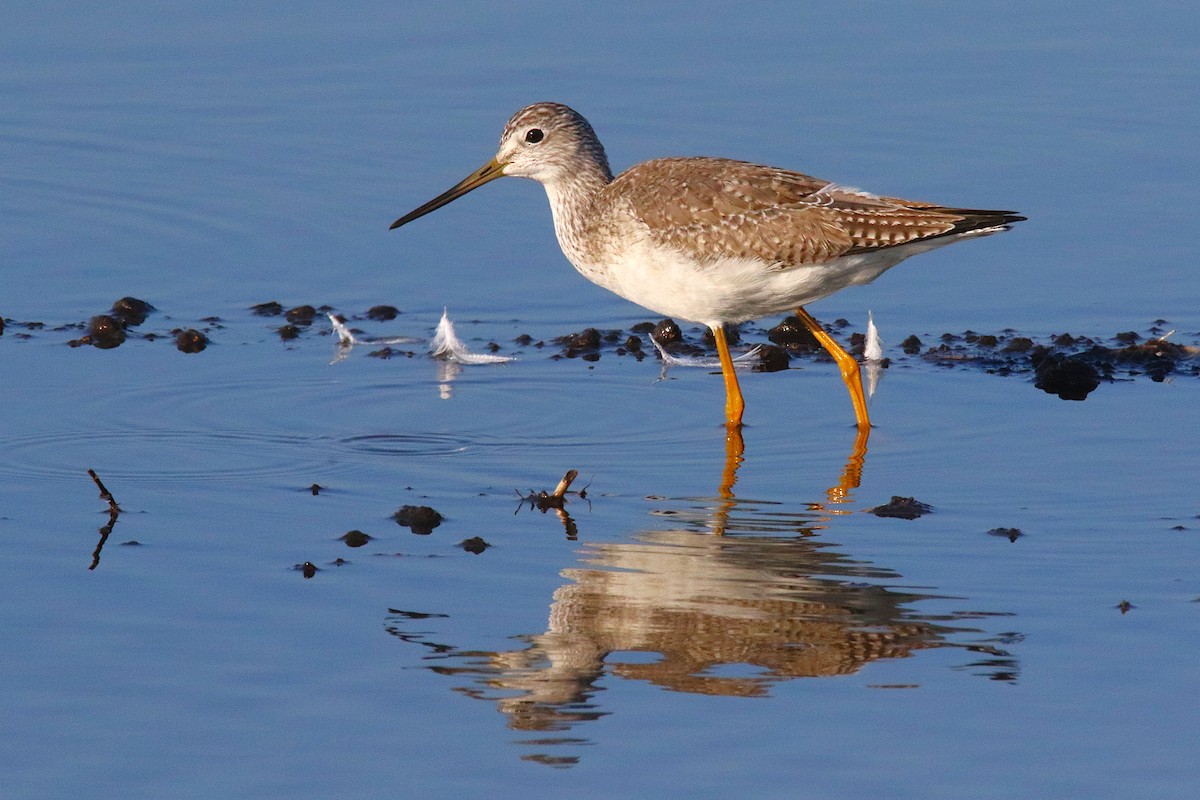 Greater Yellowlegs - ML639810266