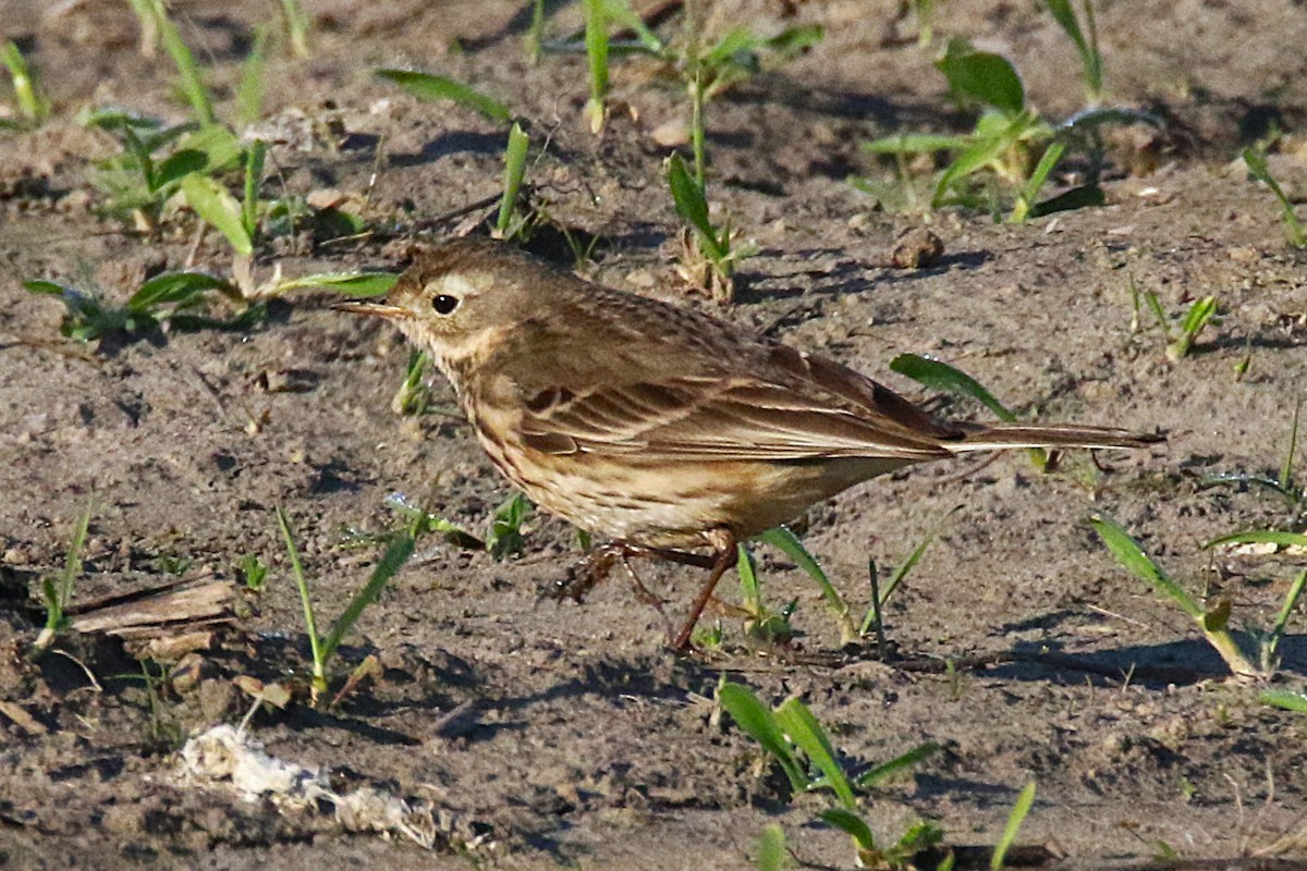 American Pipit - ML639810276