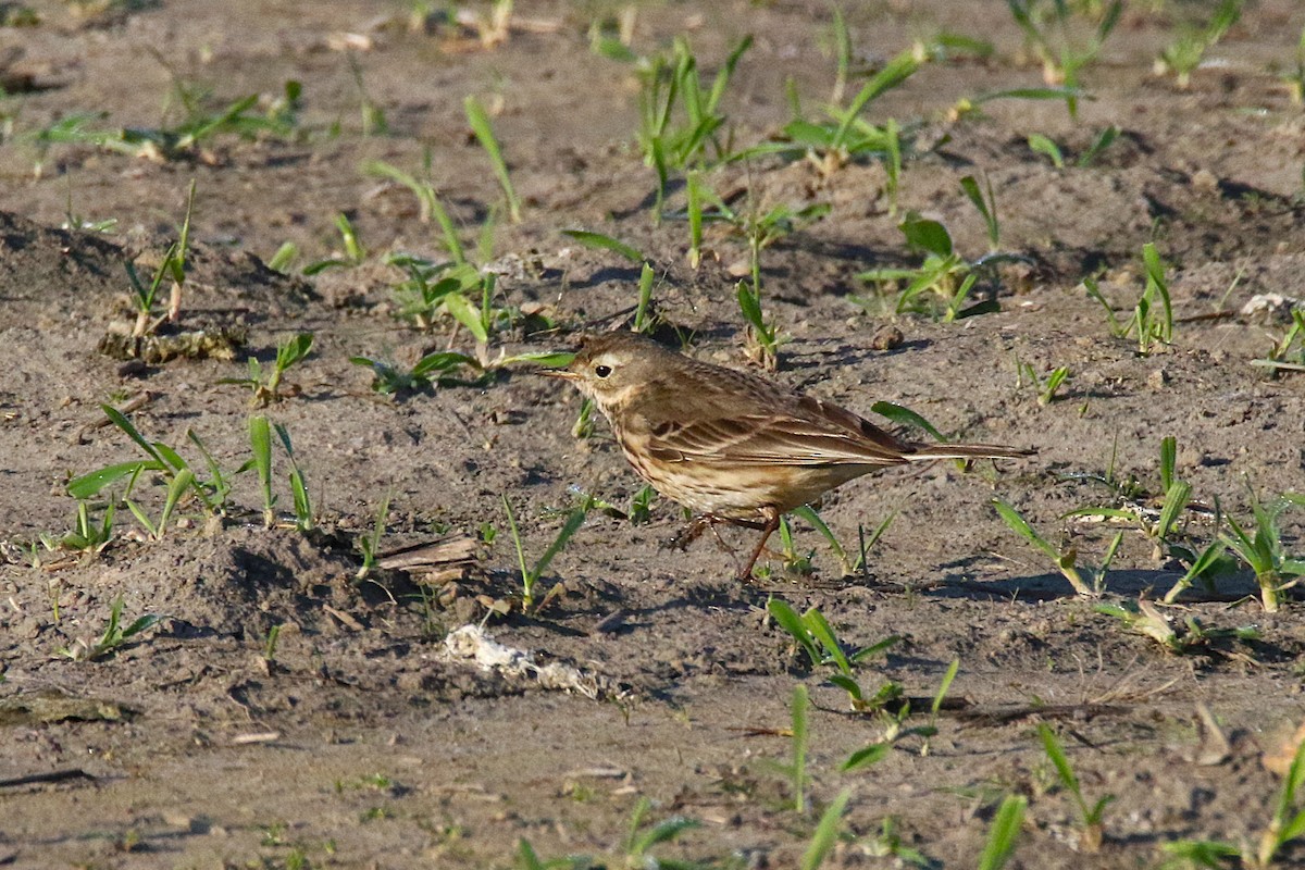 American Pipit - ML639810277