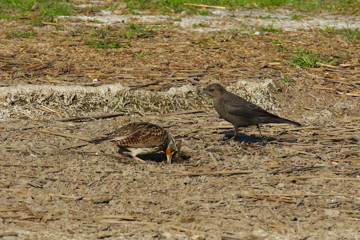 Western Meadowlark - ML639810283