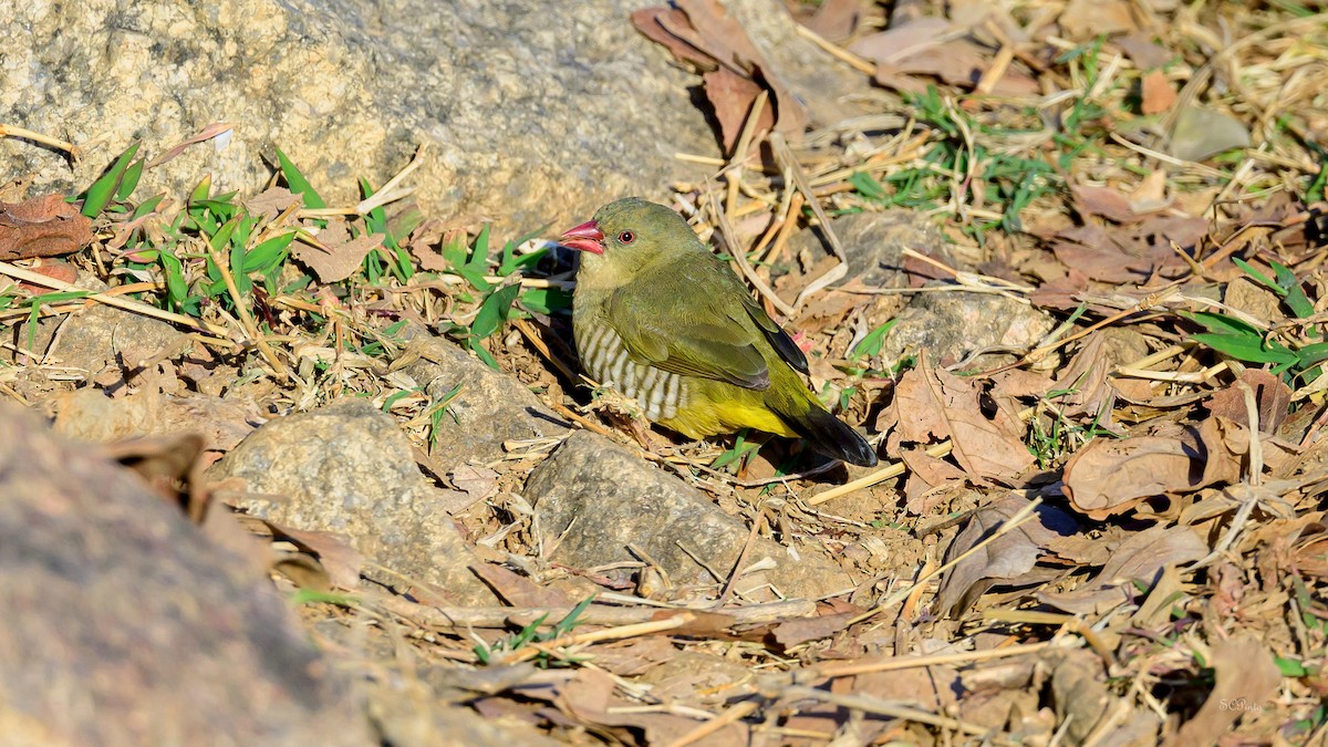 Green Avadavat - ML639810288