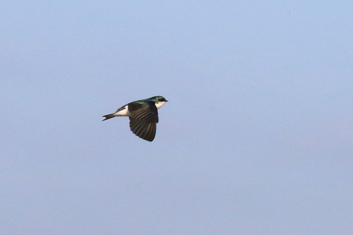 Tree Swallow - ML639810291