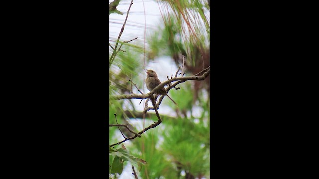 Bachman's Sparrow - ML639810405
