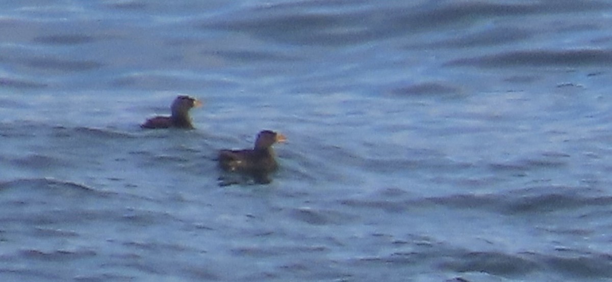 Rhinoceros Auklet - ML639810414
