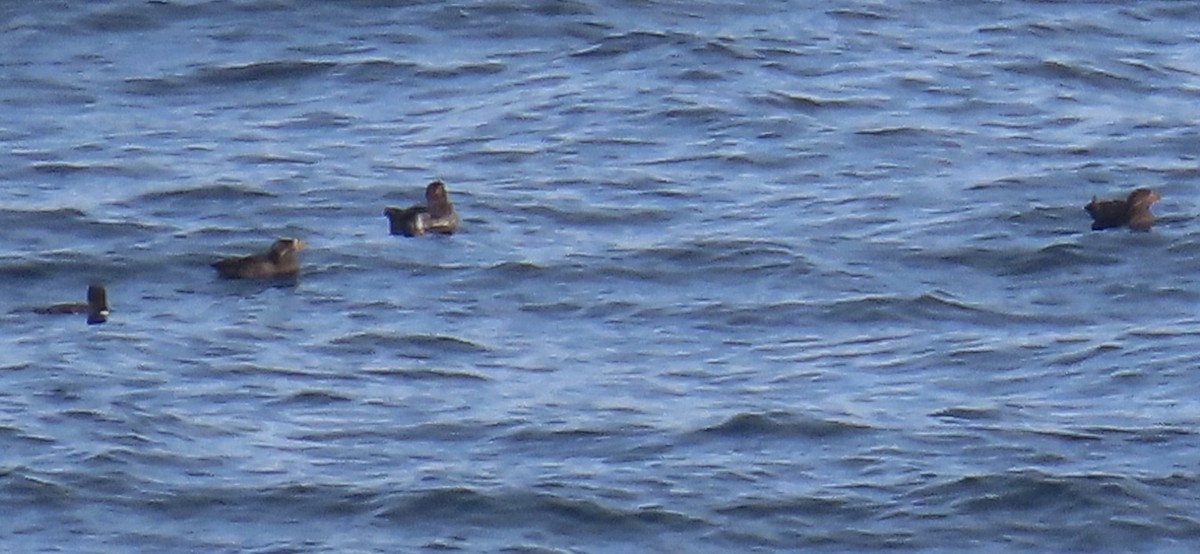 Rhinoceros Auklet - ML639810415