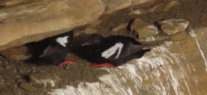 Pigeon Guillemot - ML639810420