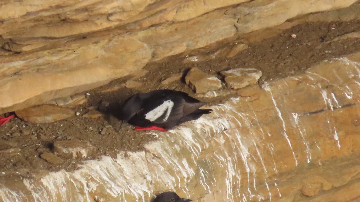 Pigeon Guillemot - ML639810421