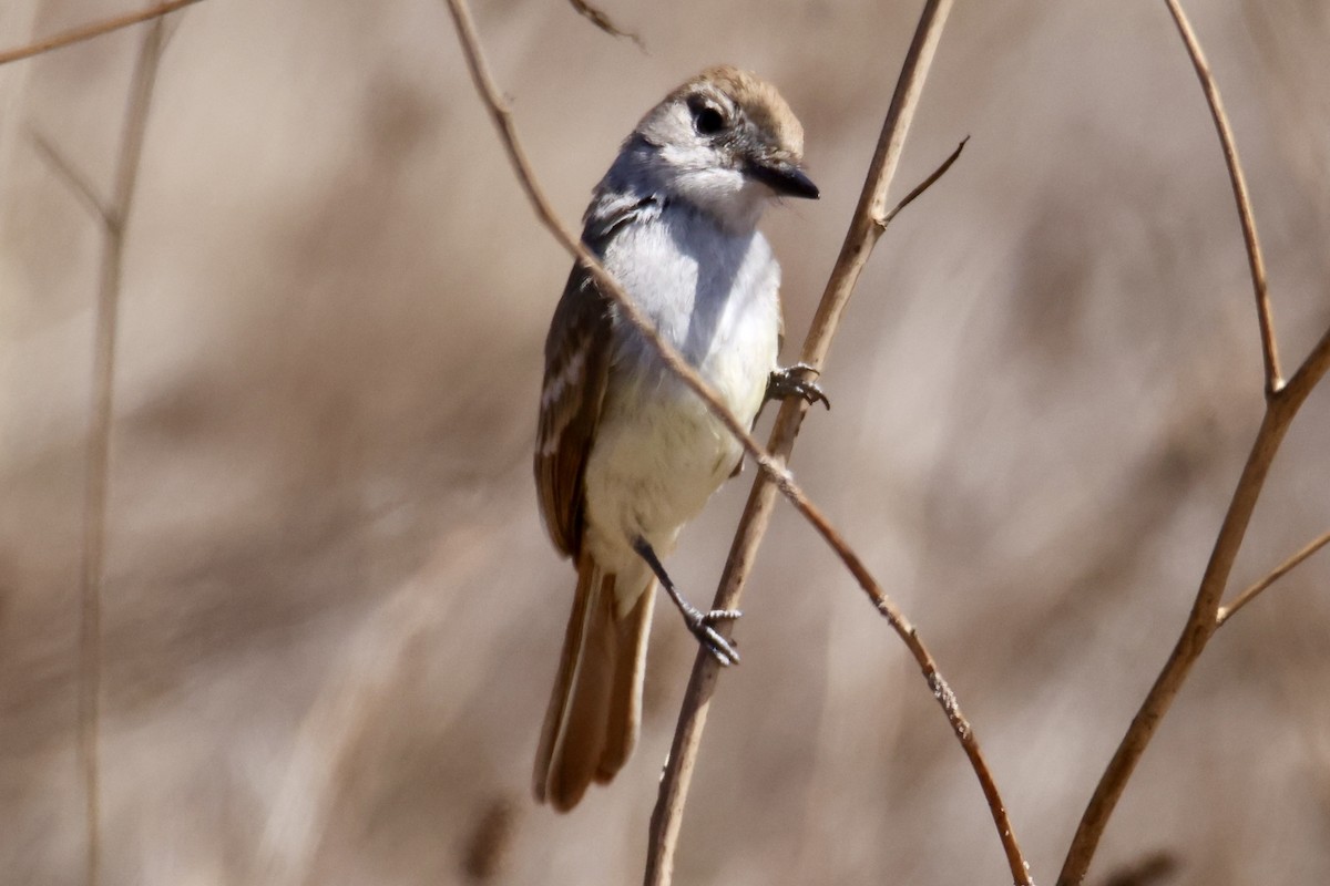 Ash-throated Flycatcher - ML639810428