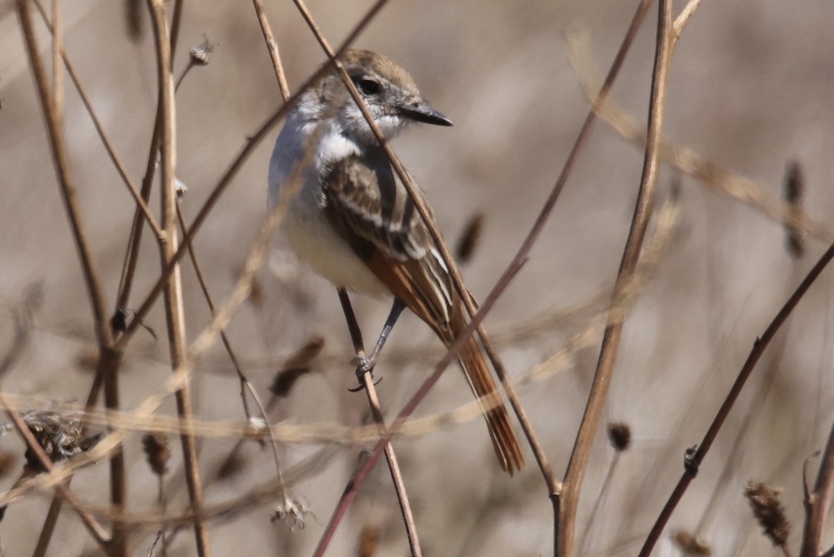 Ash-throated Flycatcher - ML639810429