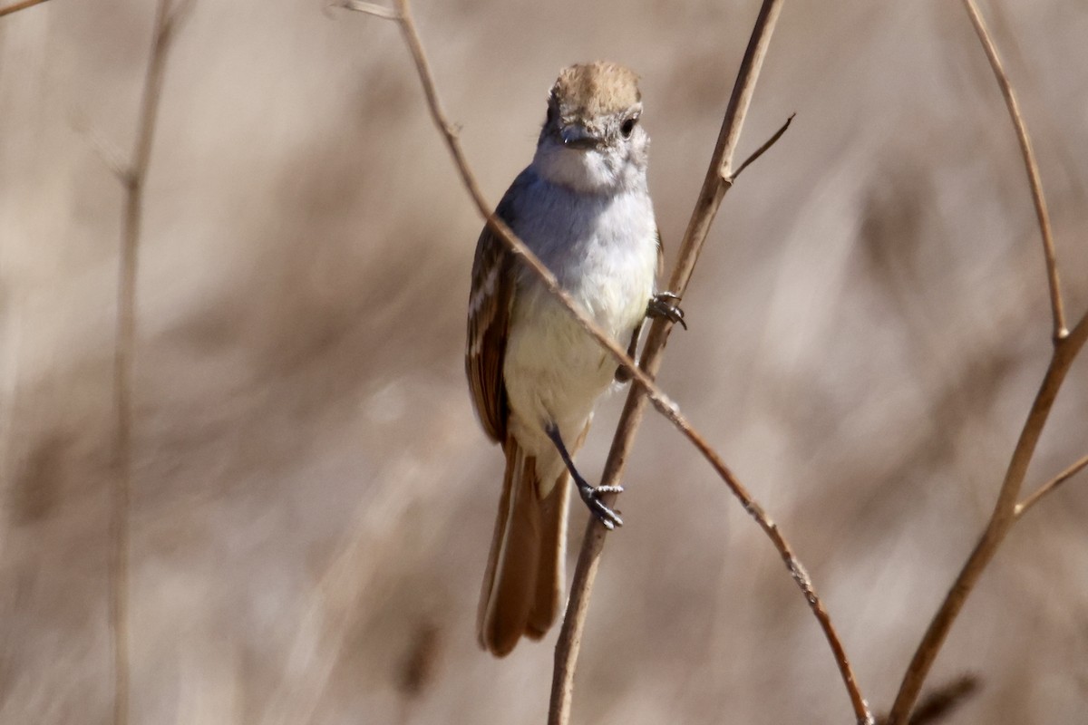 Ash-throated Flycatcher - ML639810430