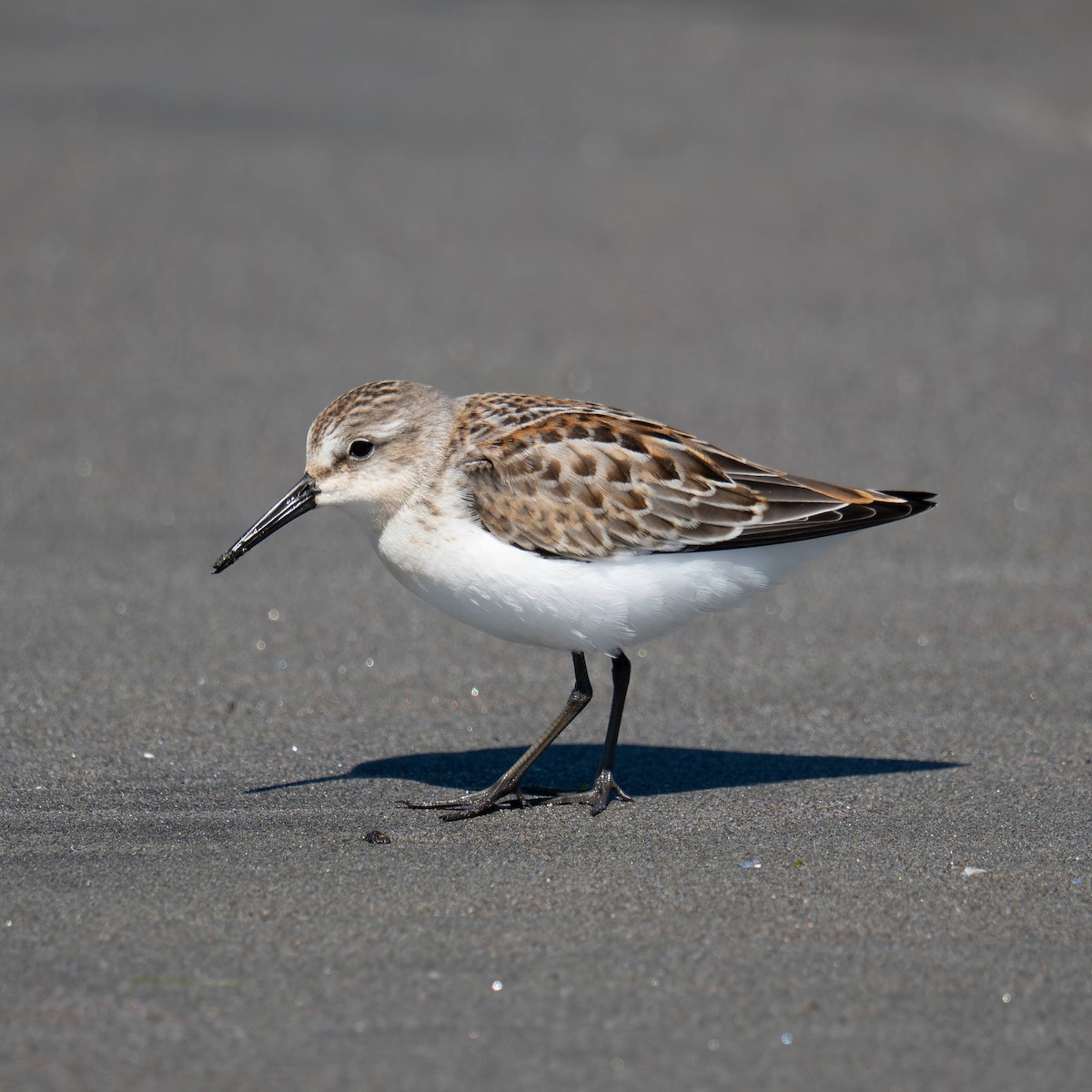 Western Sandpiper - ML639810432