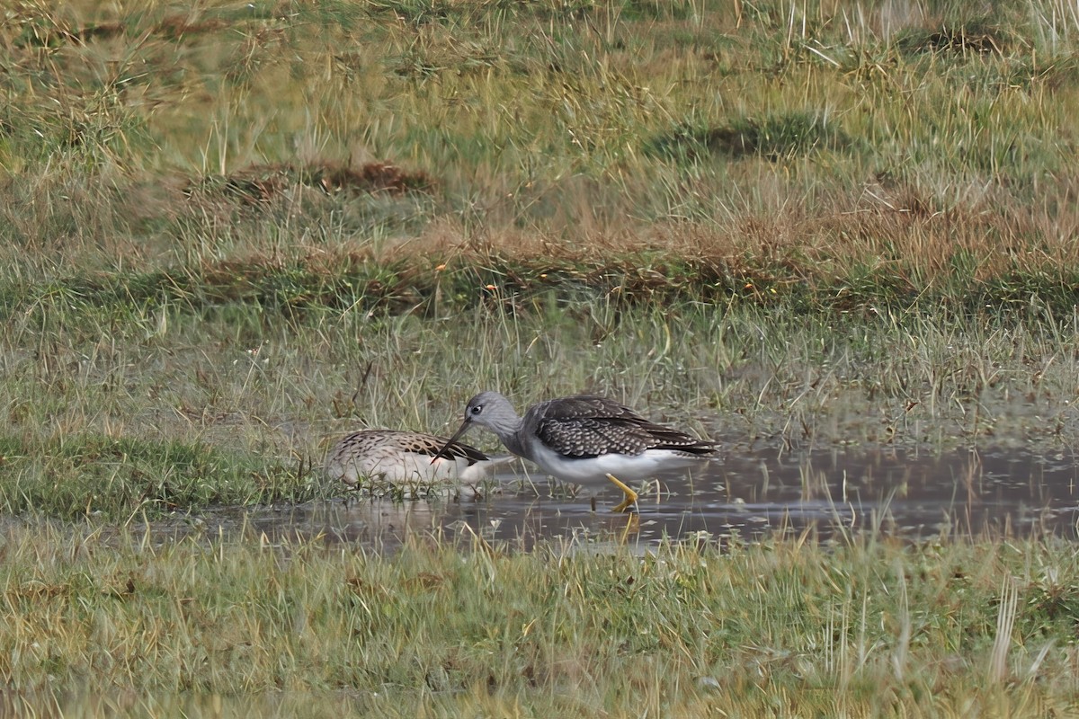 Greater Yellowlegs - ML639810435
