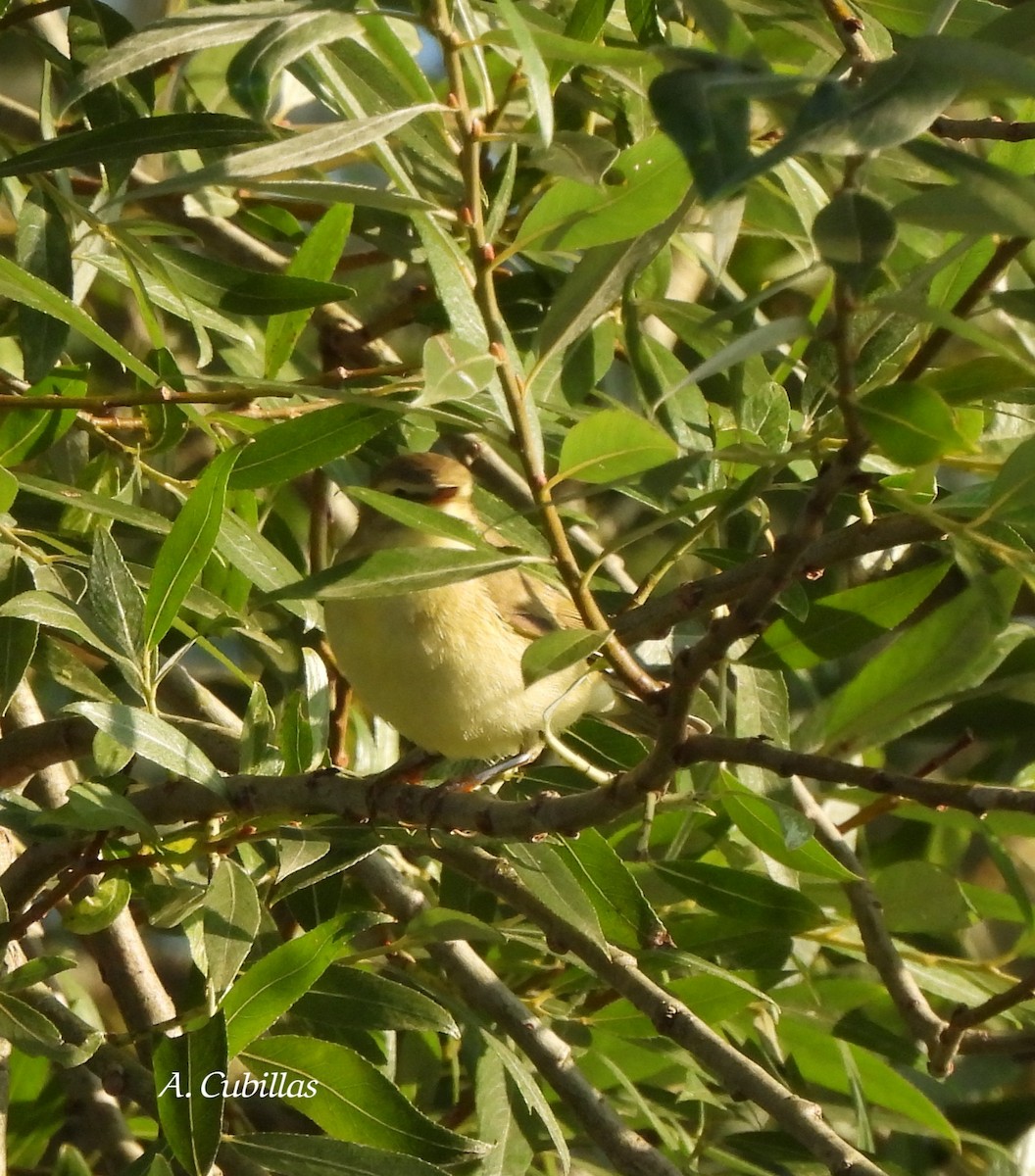 Willow Warbler - ML639810440