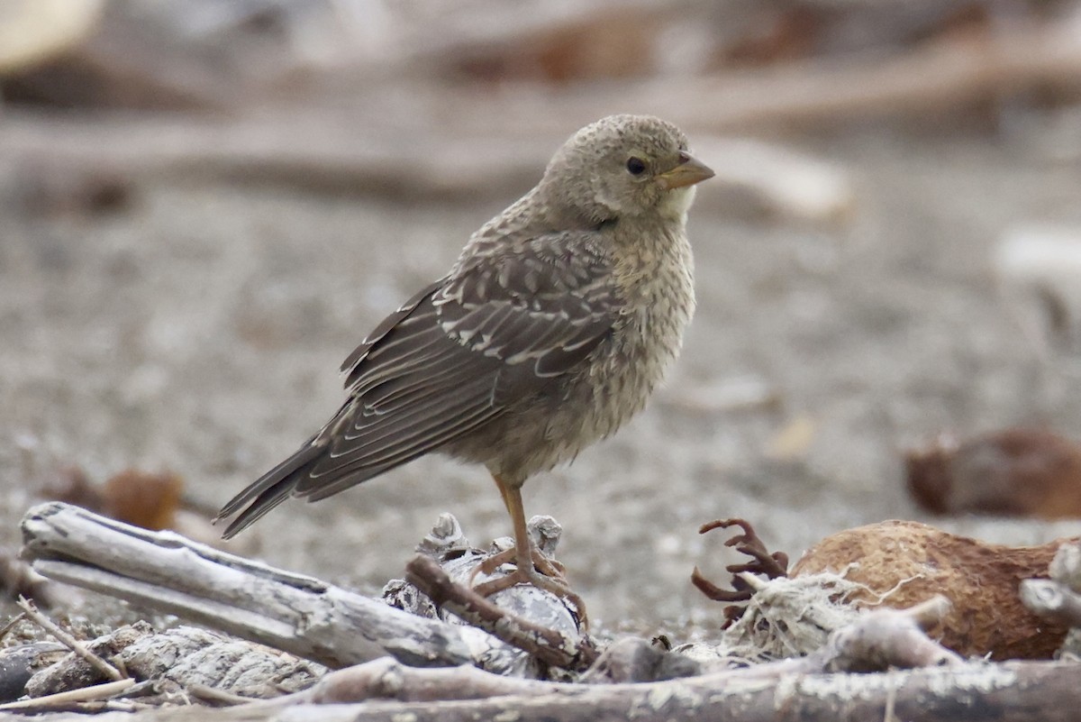 Brown-headed Cowbird - ML639810441