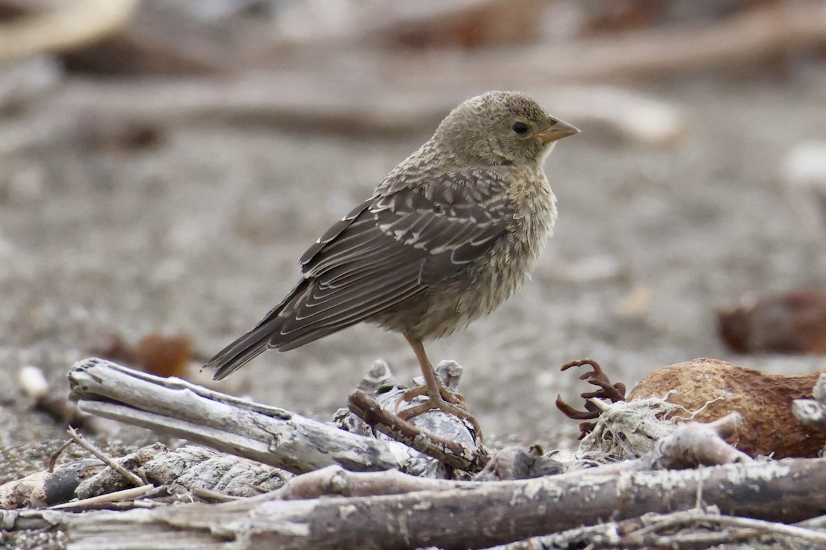 Brown-headed Cowbird - ML639810442