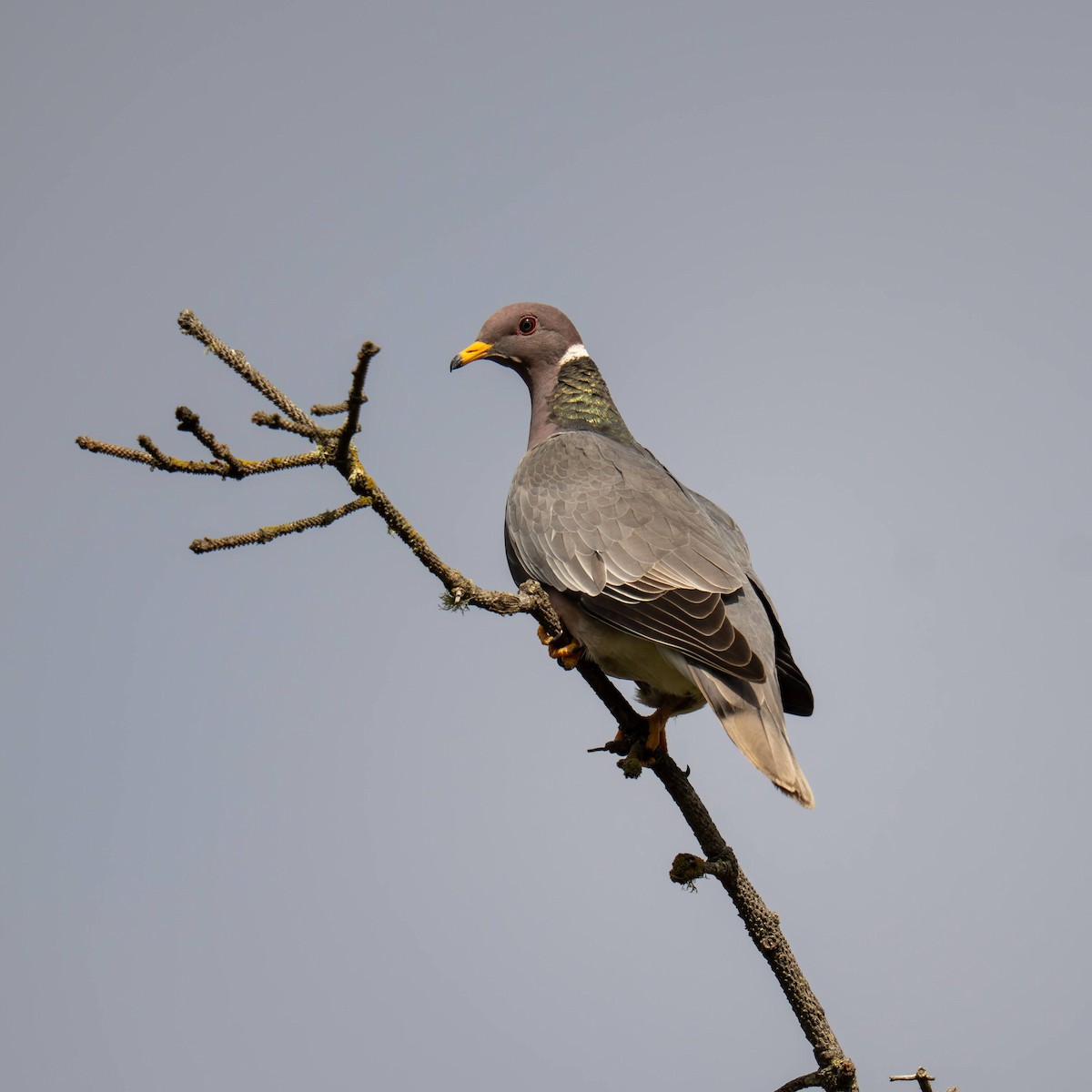 Band-tailed Pigeon - ML639810444